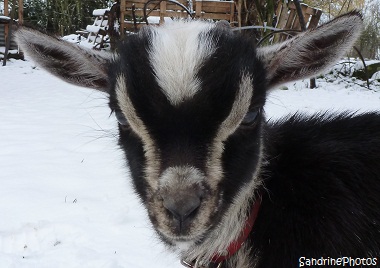 Chevreau dans la neige, Animaux domestiques de la ferme, Animals of the farm, Young goat in the snow, 20 janvier 2013 Bouresse Poitou-Charentes (1)