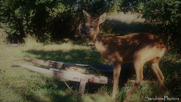 Chevrette dans le parc, le Verger Bouresse (3)