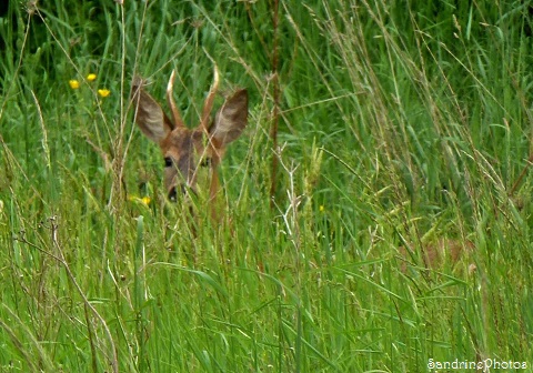 Chevreuil au jardin, A roe deer in the garden, Animaux sauvages, Bouresse, Poitou-Charentes, 11 mai 2013 (56)