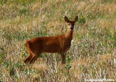 Chevreuil femelle, chevrette traversant un champ de blé, animaux sauvages, Bouresse Poitou-Charentes, France, beautiful roe deer in a field of wheat, French countryside wild animal, 11 aot 2012 