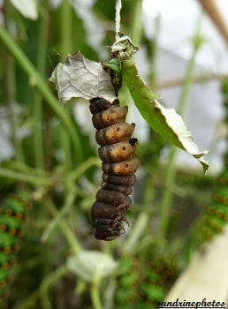 chenille de Thyatira Batis La batis Depranidae Juin 2012 Bouresse Poitou-Charentes (3)