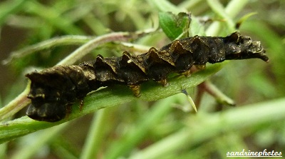 chenille de Thyatira Batis La batis Depranidae Juin 2012 Bouresse Poitou-Charentes