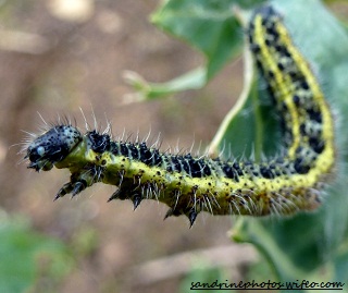 chenille de la piéride du chou chenilles et papillons (1) (1)