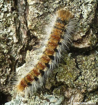 chenille processionnaire du pin -Chenilles et papillons de nuit Bouresse Poitou-Charentes 20 nov 2011 (18)