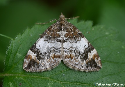 Chloroclysta truncata, La Cidarie roussâtre, Papillon de nuit, Geometridae, le long de la Blourde entre Persac et Moussac, Juin 2014