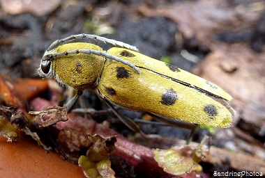 Chlorophanus glabromaculatus, Cerambycidae, Coléoptères, Insectes, Bouresse, Poitou-Charentes (3)