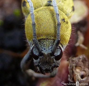 Chlorophanus pilosus, Cerambycidae, Coléoptères, Insectes, Bouresse, Poitou-Charentes 86 (6)