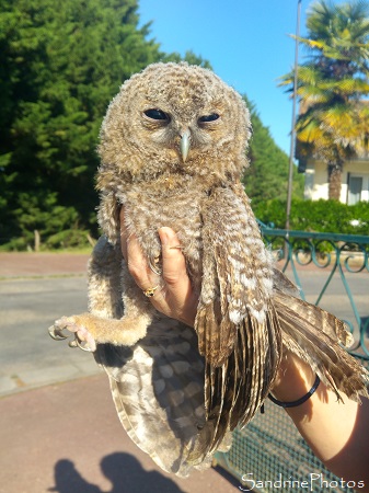 Chouette hulotte, Strix aluco, Bouresse, Rue des Platanes, 2 juin 2020 (2)