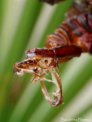 Chrysalide Clandestin du Palmier, Paysandisia archon - Castniidae, Pérols, Hérault, SandrinePhotos Esprit Nature (1)