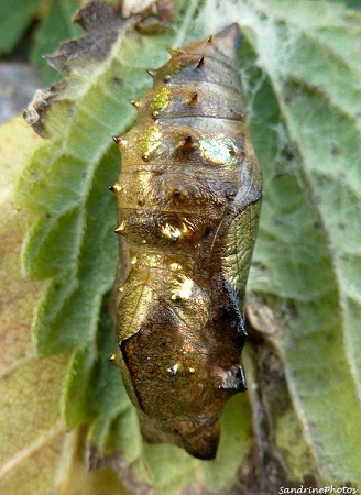 Chrysalide de Vulcain, 29 septembre 2012, Bouresse Poitou-Charentes 86