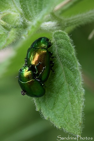 Chrysomèle de la menthe, Chrysolina herbacea, Coléoptères vert métallique, L`Huilerie, Queaux , Sud-Vienne 86