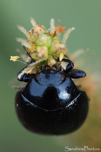 Chrysomèle du plantain, Chrysolina haemoptera, Coléoptère noir sur plantain, Balade route de l`Isle-Jourdain, Biodiversité du Sud-Vienne (64)