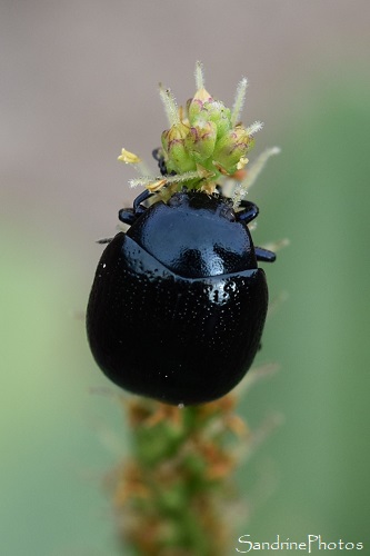 Chrysomèle du plantain, Chrysolina haemoptera haemoptera, Coléoptère noir sur plantain, Balade route de l`Isle Jourdain (61)