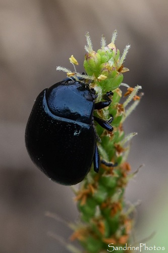 Chrysomèle du plantain, Chrysolina haemoptera haemoptera, Coléoptère noir sur plantain, Mortaigues, Balade route de l`Isles Jourdain, Biodiversité du Sud-Vienne