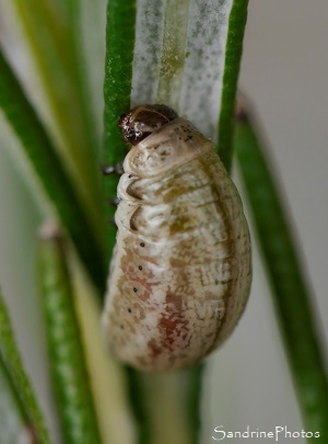 Chrysomèle du romarin ou Chrysomèle américaine - Chrysolina americana - Chrysomelidae, Coléoptères, Jardin, le Verger, Refuge LPO Bouresse, Biodiversité du Sud Vienne, Poitou 86 (37)