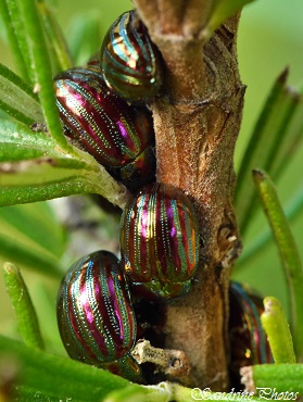 Chrysomèle du romarin ou chrysomèle américaine -Chrysolina americana, Coléoptère vert arc en ciel, Insectes, multicolored insect, coleoptera Gers, South of France (7)