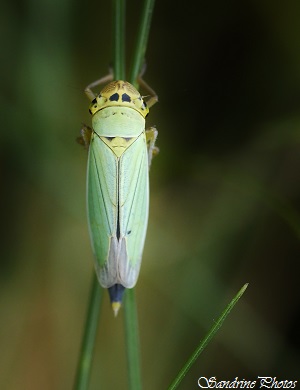 Cicadelle verte, Cicadella viridis, Hemiptera, Insecte aux ailes vert-bleu, Cicadellinae, Jardin, blue-green wings Insect of the garden, Bouresse, Poitou-Charentes, Nature of France