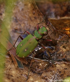 Cicendèle champètre, Cicindela campestris, insectes coléoptères, Route de Montmorillon-Sillars, Poitou-Charentes