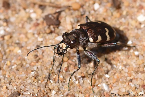 Cicendèle hybride, Cicindela hybrida, Carabidae, Coléoptères des sables, Sables d`Olonne, Ile d`Olonne, 26 juin 2024 (1)