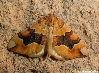 Cidaria Fulvata La cidarie fauve Chenilles et papillons de nuit Bouresse Poitou-Charentes (2)