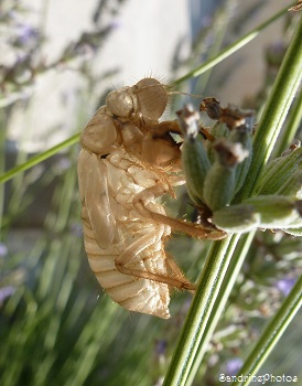 Cigale de Châteaurenard, Mue de cigale, Cicadidae, Hémiptère, Avignon, Midi de la France, 21 juillet 2013 (1)