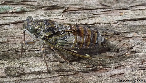 Cigale de Châteaurenard, Mue de cigale, Cicadidae, Hémiptère, Avignon, Midi de la France, 21 juillet 2013, SandrinePhotos (4)