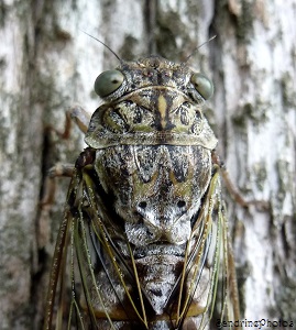 Cigale de Châteaurenard, Mue de cigale, Cicadidae, Hémiptère, Avignon, Midi de la France, 21 juillet 2013, SandrinePhotos (5)