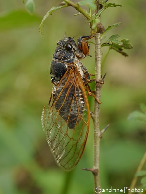 Cigale rouge, Tibicina heamatodes, Cicadidae, Hémiptères, Gîte des Libellules, Joncels, Joncelets, Languedoc-Roussillon, Occitanie (10)