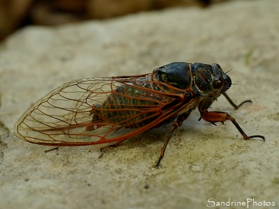 Cigale rouge, Tibicina heamatodes, Cicadidae, Hémiptères, Gîte des Libellules, Joncels, Joncelets, Languedoc-Roussillon, Occitanie (11)