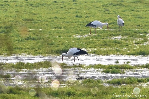 Cigognes blanches, Ciconia ciconia, Oiseaux migrateurs, La Rallerie, Persac, Vienne 86 (18)