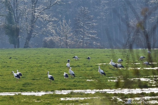 Cigognes blanches, Ciconia ciconia, Oiseaux migrateurs, La Rallerie, Persac Vienne 86 (25)