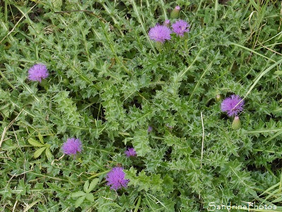 Cirse acaule, Cirsium acaulon, Astéracées, Chardon, Fleurs sauvages roses purpurines, Jardin, Le Verger, Bouresse, Biodiversité en région Nouvelle-Aquitaine 86 (54)