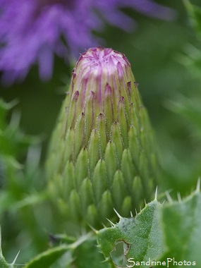 Cirse acaule, Cirsium acaulon, Astéracées, Chardon, Fleurs sauvages roses, violettes, Jardin, Le Verger, Bouresse, Biodiversité en région Nouvelle-Aquitaine (60)