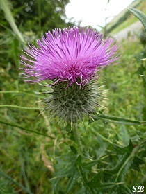 Cirse commun Cirsium vulgare Bretagne Château du Taureau, baie de Morlaix Finistère, Wild flowers, Thistle, Sandrinephotos