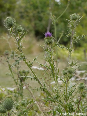 Cirse commun, Cirsium vulgare , Chardon, Fleurs sauvages roses, Pink wild flowers, Jardin, Le Verger, Bouresse 86, Biodiversité en région Nouvelle Aquitaine (24)