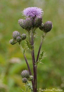 Cirse des champs, Cirsium arvense, Chardons, Fleurs sauvages roses, Jardin, Le Verger, Bouresse 86, Poitou, Biodiversité en Région Nouvelle-Aquitaine (12)