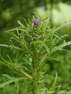 Cirse des marais, Cirsium palustre, Fleurs roses, Flore de la Planchette, Queaux (3)