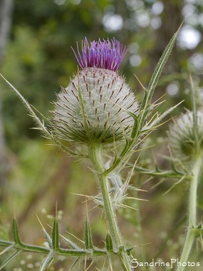 Cirse laineux, Cirsium eriophorum, Fleurs sauvages violettes, Chardons, Jardin, Le Verger, Bouresse 86, Biodiversité en région Nouvelle Aquitaine, SandrinePhotos (13)