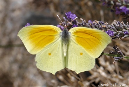 Citron de Provence, Gonepteryx cleopatra, Pieridae, Papillons de jour, Cévennes, Saint-Martial, Gard (19)