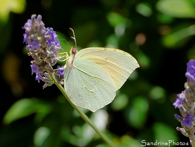 Citron de Provence, Gonepteryx cleopatra, Pieridae, Papillons de jour, Cévennes, Saint-Martial, Gard (20)