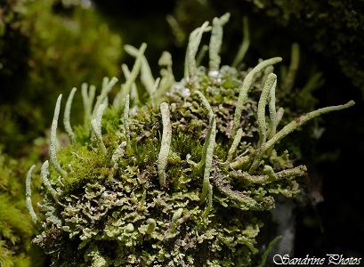 Cladonie, Cladonia coniocraea, Mousses et Lichens, Bouresse, Poitou-Charentes, Nature en France (1)