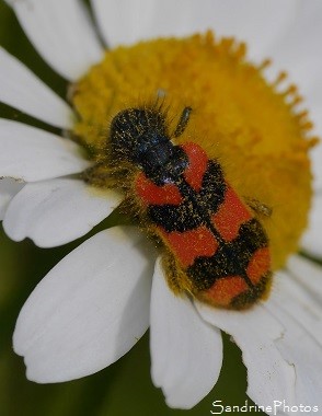 Clairon commun, Trichodes alverius, Insectes, Coléoptères, Cleridae, Le Verger, Bouresse, ALPC 86