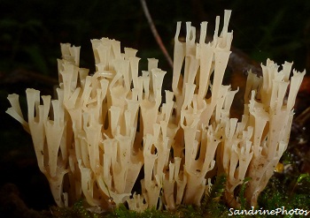 Clavaire droite, Ramaria stricta , Champignons, Mushrooms, bouresse, Poitou-Charentes, 21 octobre 2012