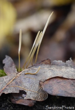 Clavaire filiforme, Macrotyphula filiformis, Macrotyphula juncea, Champignons filiformes, forêt de Gouex, Poitou, Région Nouvelle-Aquitaine (41)