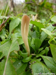 Clavaria argillacea, Clavaires, champignons, Bouresse 86, Poitou-Charentes 23 - 11 - 2012 (6)