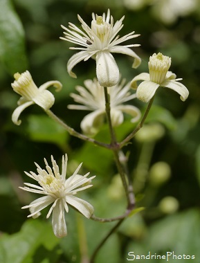 Clématite des haies, Clematis vitalba, Fleurs sauvages blanches, Jardin, Le Verger, Bouresse 86, Poitou, Biodiversité en région Nouvelle-Aquitaine (100)