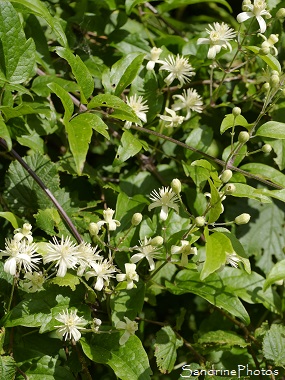 Clématite des haies, Clematis vitalba, Fleurs sauvages blanches, Jardin, Le Verger, Bouresse 86, Poitou, Biodiversité en région Nouvelle-Aquitaine (95)