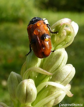 Clytre des saules, Clytra laeviuscula, Coléoptère, Chrysomelidae, Insecte sur Orchis Bouc, Himantoglossum hircinum Orchidée sauvage du Poitou-Charentes Bouresse