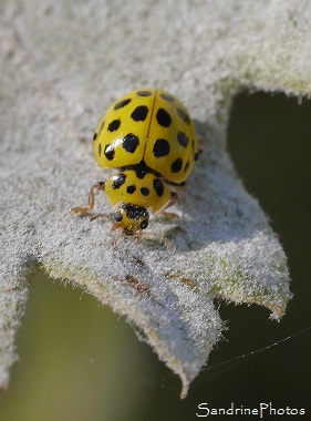 Coccinelle à 22 points, Psyllobora vigintiduopunctata, jaune et noire, Jardin, le Verger, Bouresse, 86, Sud-Vienne, Biodiversité en région Nouvelle-Aquitaine (33)