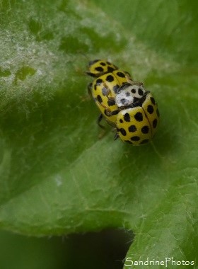 Coccinelle à 22 points, Psyllobora vigintiduopunctata, jaune et noire, Jardin, le Verger, Bouresse, Sud-Vienne,  Biodiversité en région Nouvelle-Aquitaine (16)